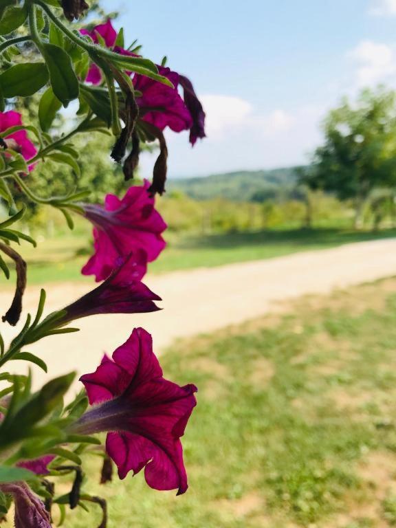 Apartments Laura - 2