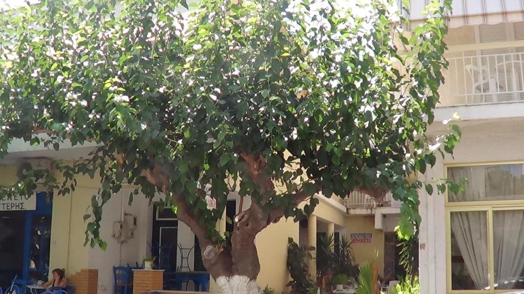 Φωτογραφία από το άλμπουμ του Mouroukis Rooms στα Λουτρά Αιδηψού