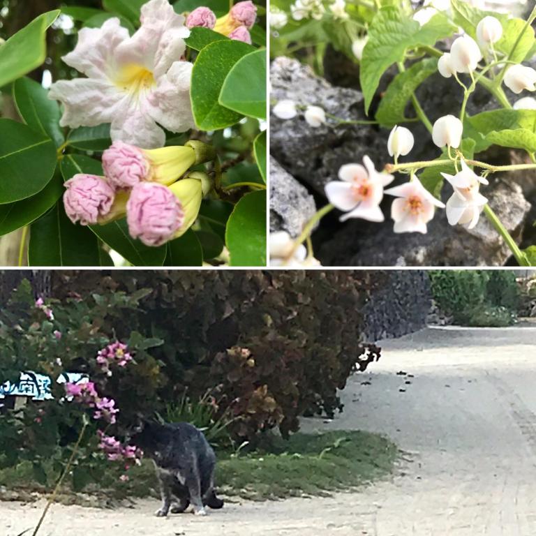 a black cat standing in front of some flowers at Travelers House おーさんてぃん青空舎 in Taketomi
