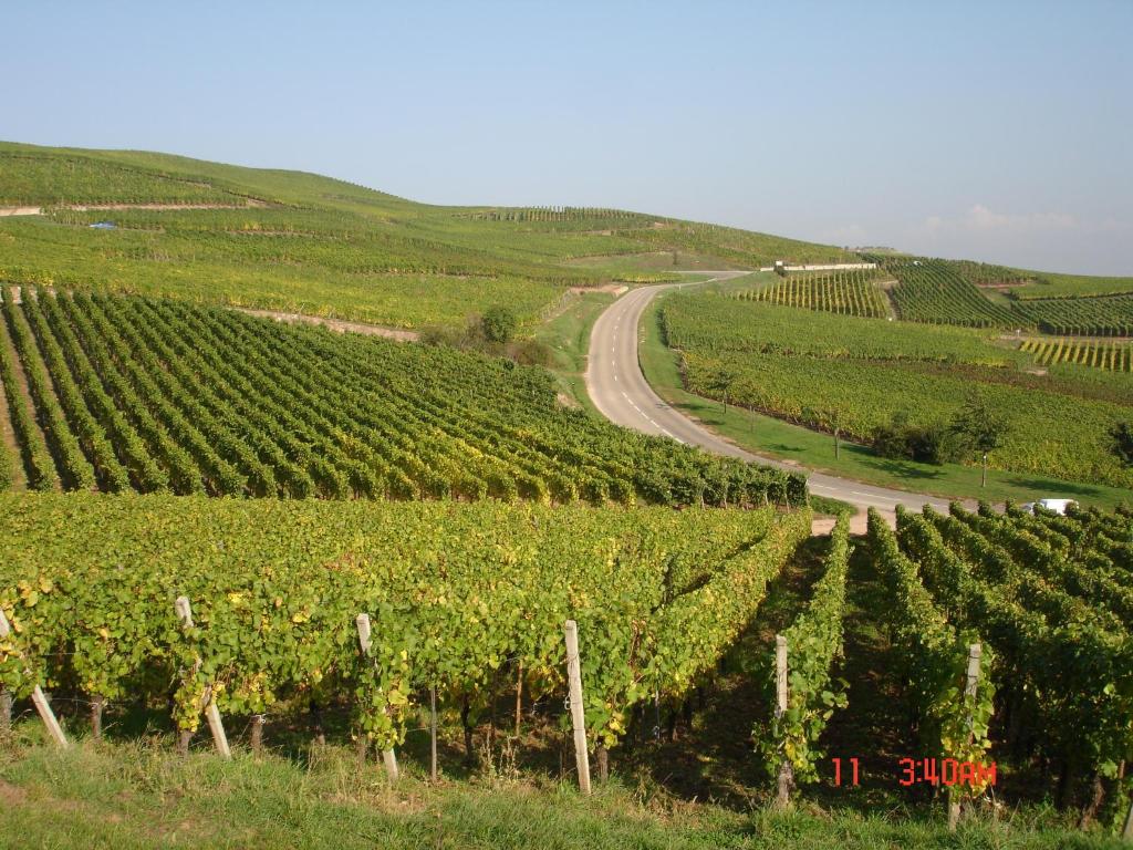 Gite Du Vigneron – photo 18