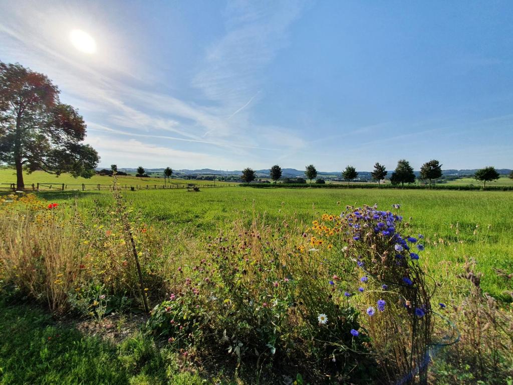 a field of grass with flowers in the foreground at Ferienwohnung Am Hoppenberg in Brilon