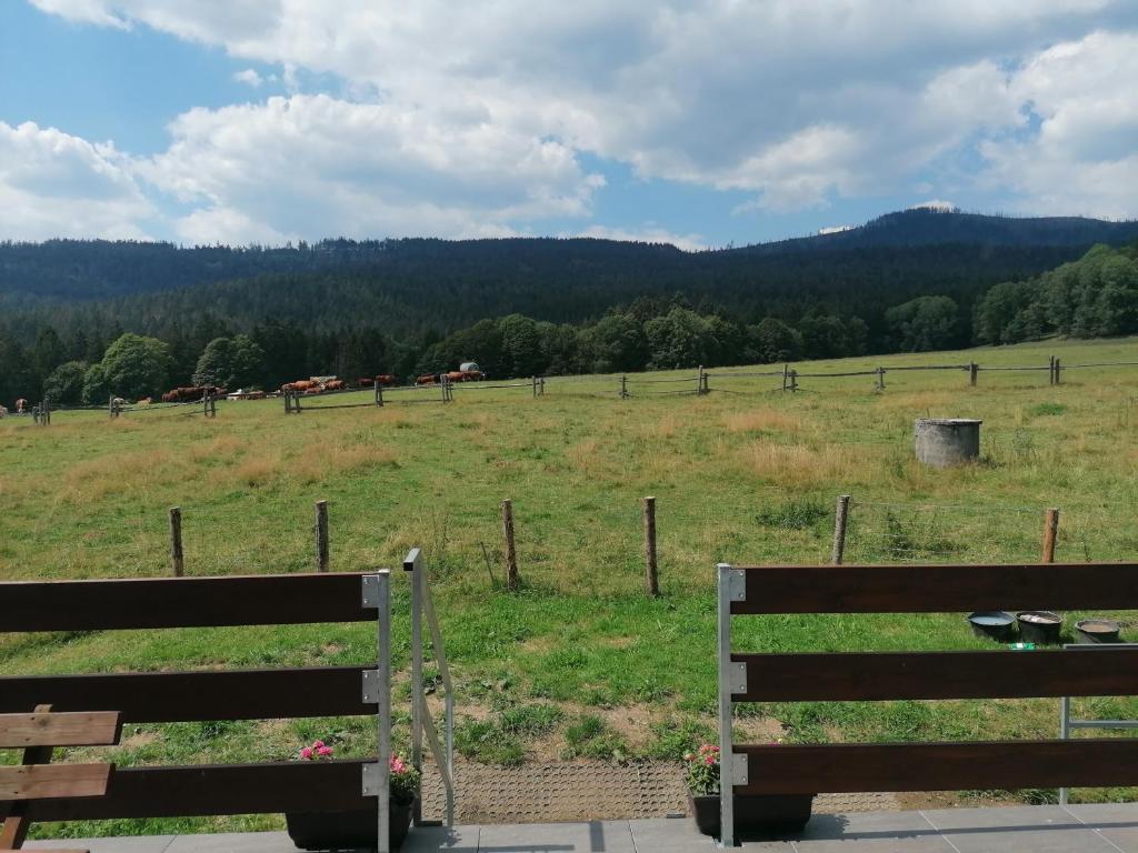 un campo con dos bancos y un campo con caballos en Čertova chata - apartmán Čerťák en Železná Ruda