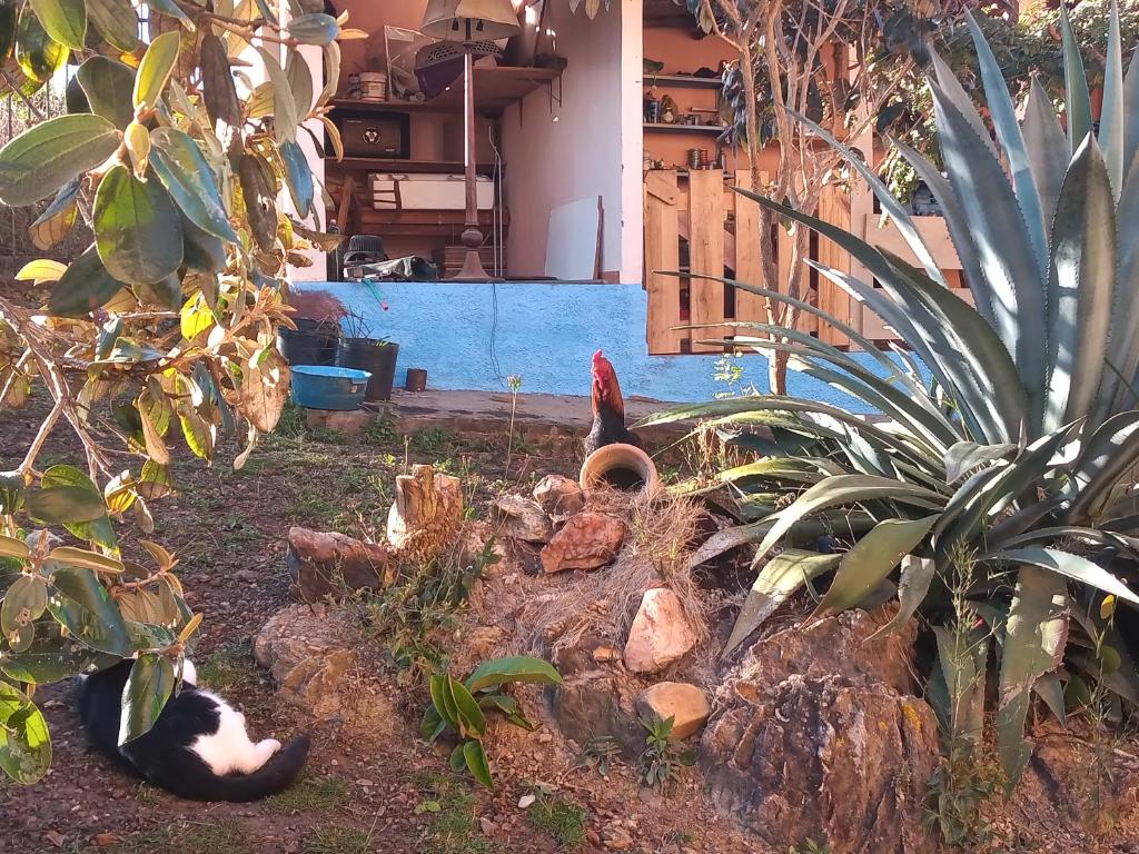  Vale dos pássaros
