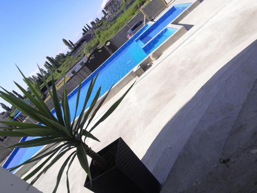 una palmera en una olla junto a una piscina en Ararat House, en Tsandrypsh