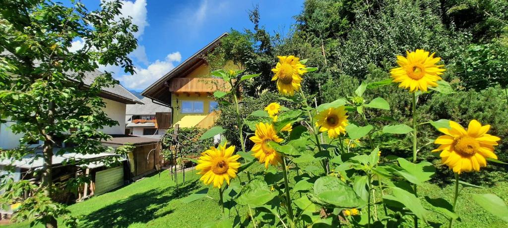 a field of yellow sunflowers in front of a house at Apartment Murka in Begunje na Gorenjskem
