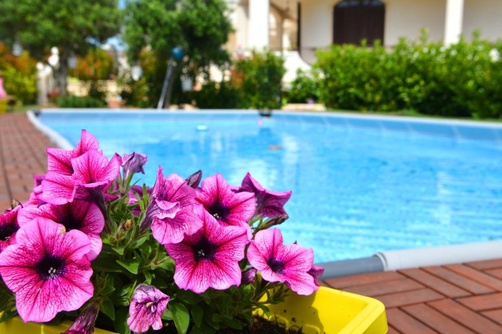 Ein paar rosa Blumen neben einem Pool in der Unterkunft Trullo Suite in Cisternino
