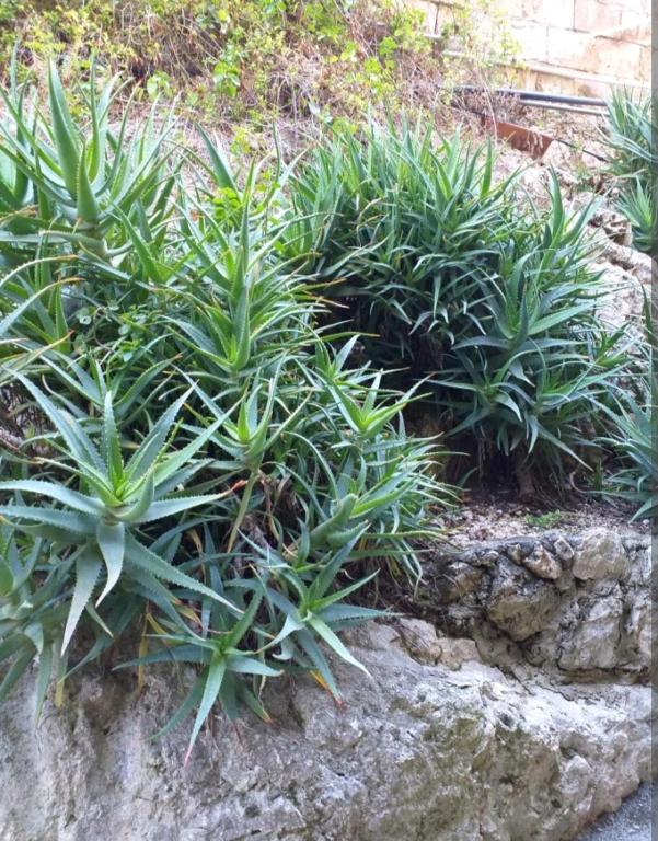 A garden outside Casa Adriana