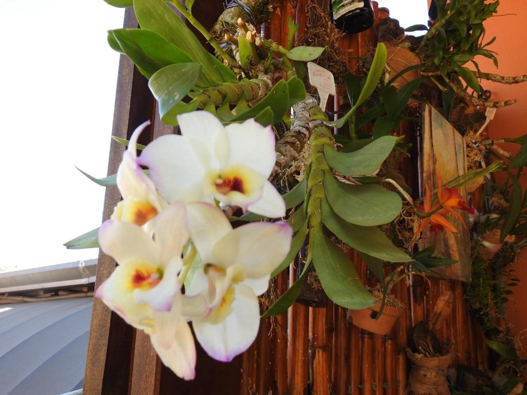  Estrela da Manhã Pousada no centro de Águas de São Pedro próximo ao Thermas