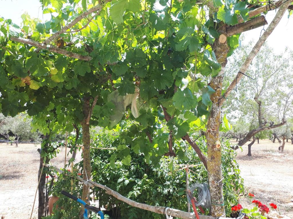 A garden outside Casa de Bello