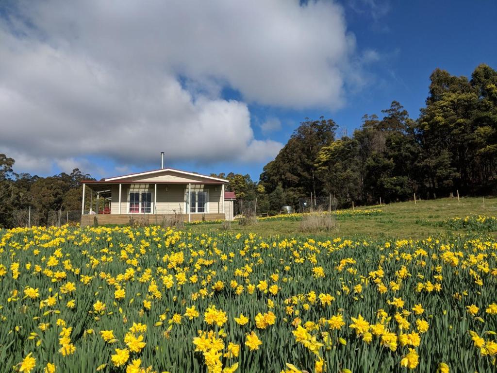 a field of daffodils in front of a house at Mountain Blue Guest House in Deloraine