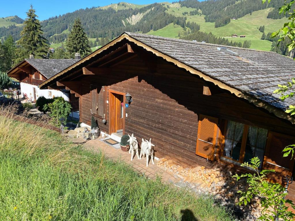 a group of dogs standing outside of a log cabin at Sorgenfrei in Schwarzsee