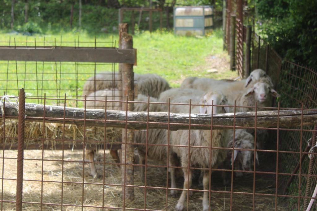 Zvieratá na farme alebo blízkom okolí