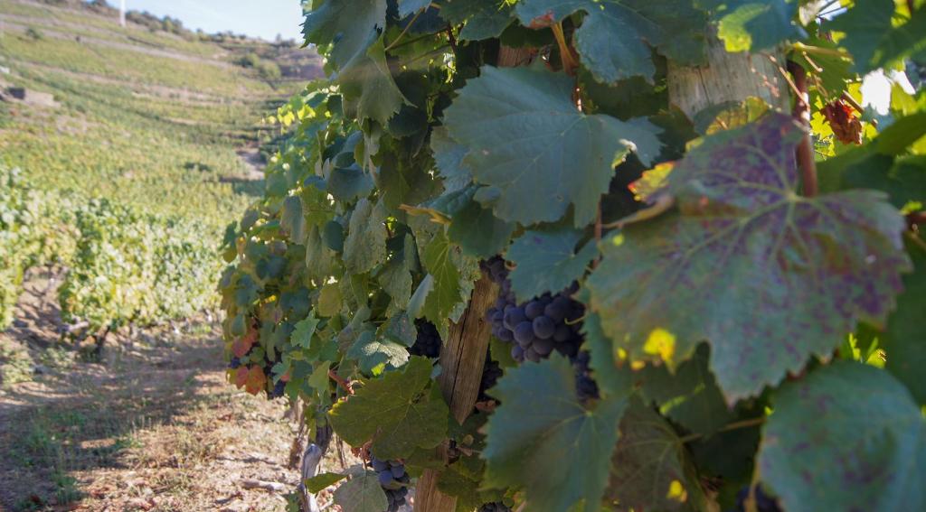 un grappolo d'uva rossa appeso a una vite di Casa Quinta Da Nogueira a Pinhão