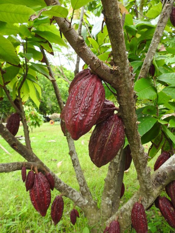 Zahrada ubytování Quinta El Mamey