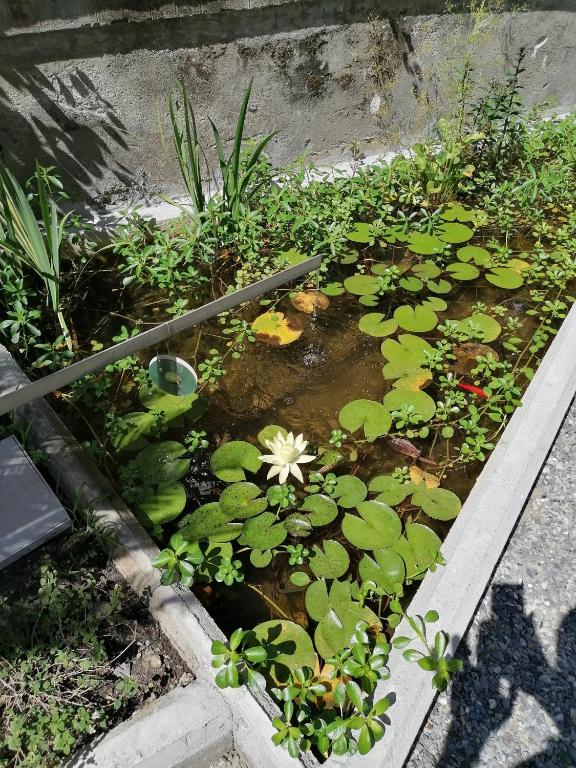 Il Giardino di Elettra - FreeParking - Resim 15