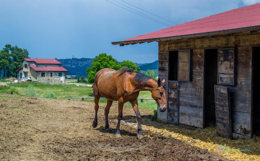Állatok a panzióban vagy a közelben