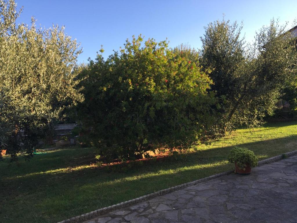 Vonkajšia záhrada v ubytovaní OlioeAlloro B&B