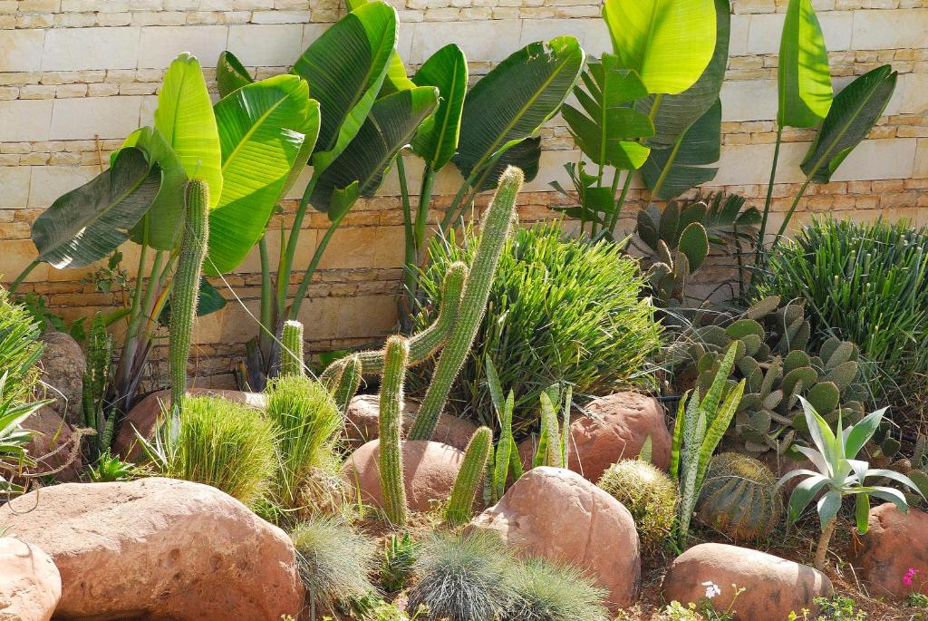 un jardín con cactus y otras plantas y rocas en Hotel Timoulay and Spa Agadir, en Agadir