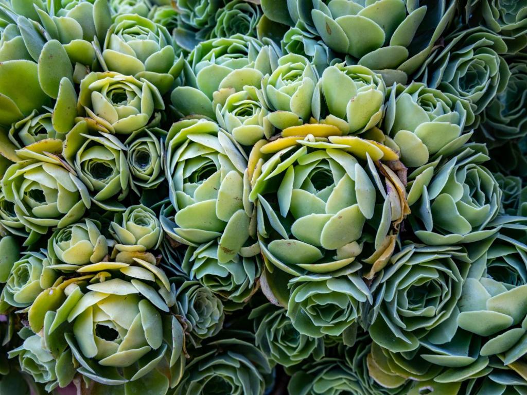 a bunch of green succulents piled on top of each other at Agriturismo Salcino in Grosseto