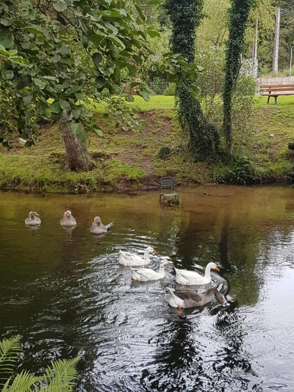 un groupe de canards nageant dans un étang dans l'établissement LA MAISON DE LOUISE, à Pierre-Percée