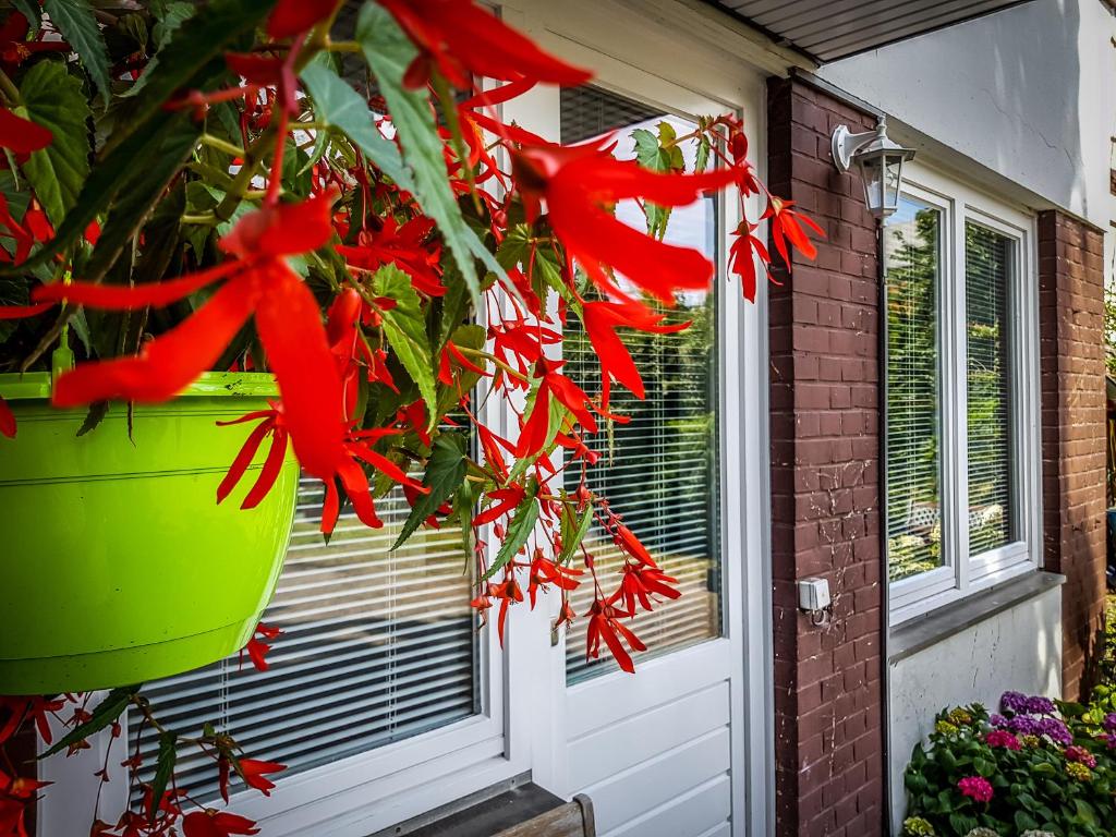 ゴスラーにあるZauberhaftes Altstadt-Apartmentの緑鉢植えの赤花