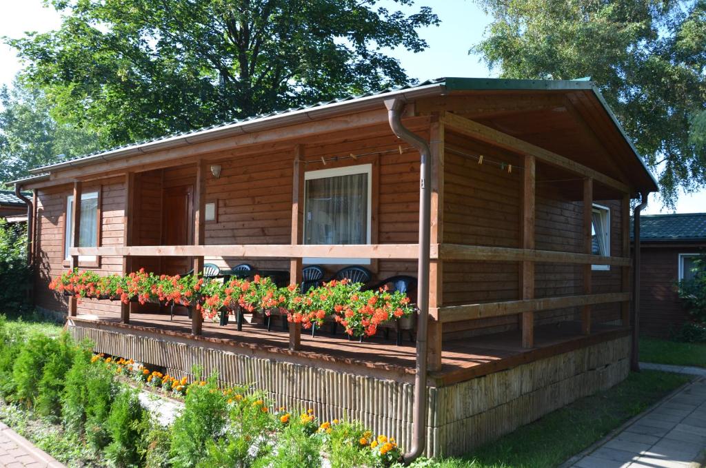 Róża Wiatrów - 14