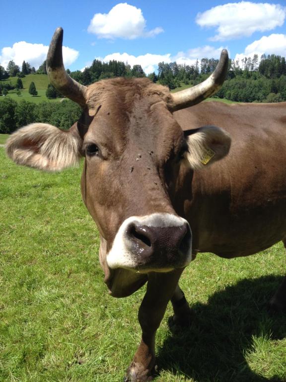 una vaca marrón con cuernos parados en un campo en Ferienwohnung Heimatliebe, en Waltenhofen