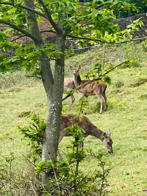 Altri animali domestici presso la stanza in casa privata o nei dintorni
