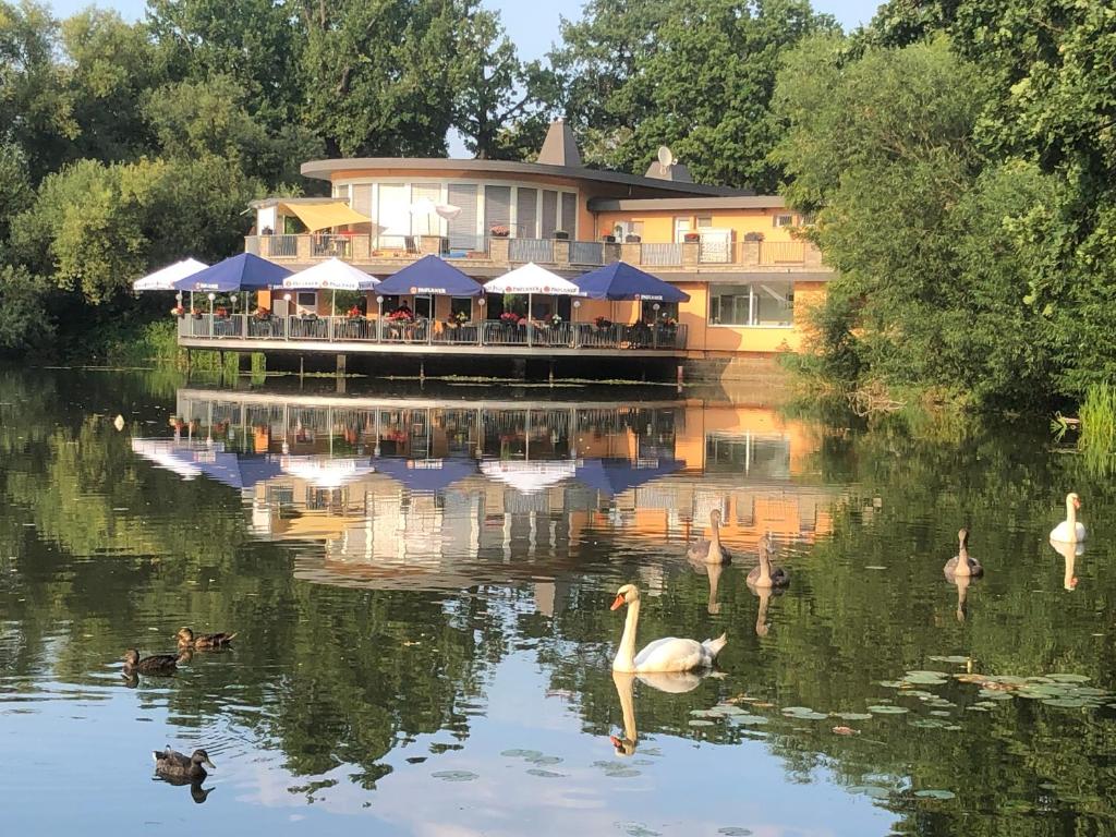 a restaurant on the river with swans in the water at Pension am See in Torgau