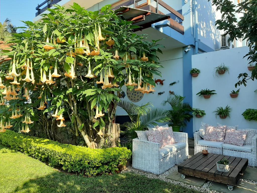 Zahrada ubytování FIGTREE GUESTHOUSE