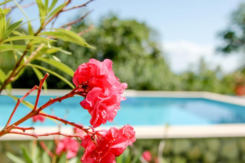 a pink flower in front of a swimming pool at Villa Regina Serafina in Balchik