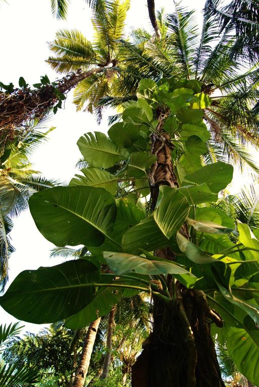 a palm tree with green leaves on it at Bhakti Kutir in Palolem