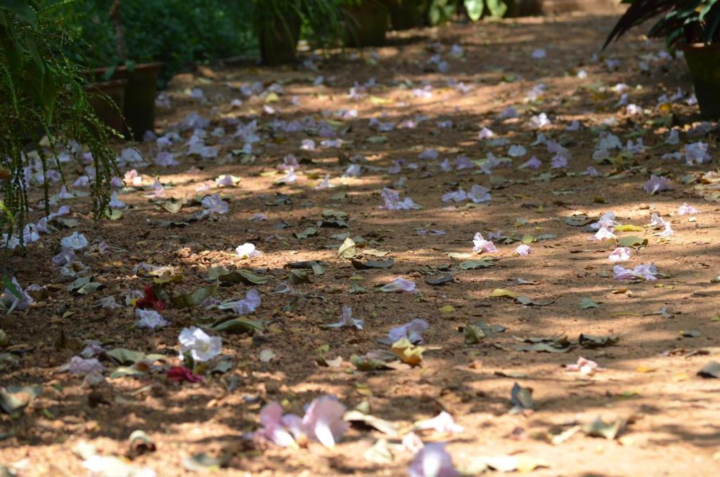 a pile of debris on a dirt road at Bhakti Kutir in Palolem