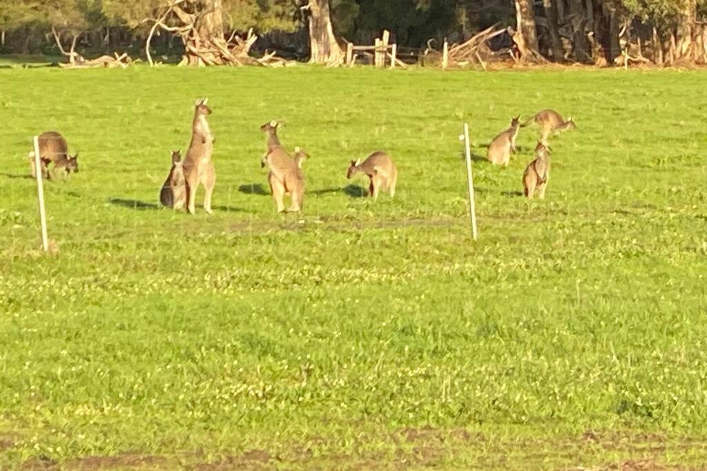a group of kangaroos grazing in a field at Carbunup Cottage in Carbunup