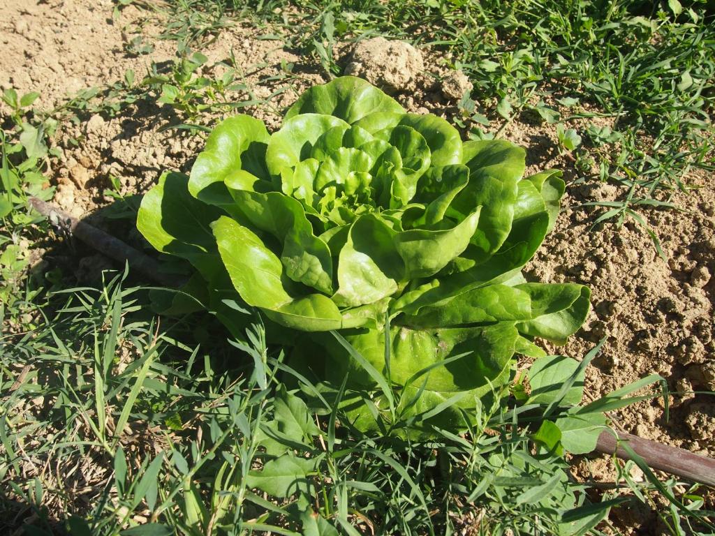 Zahrada ubytování Agriturismo Ardizio 43