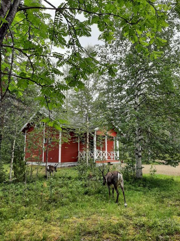 two animals standing in the grass in front of a red house at Kuosto ja Luppo in Äkäslompolo