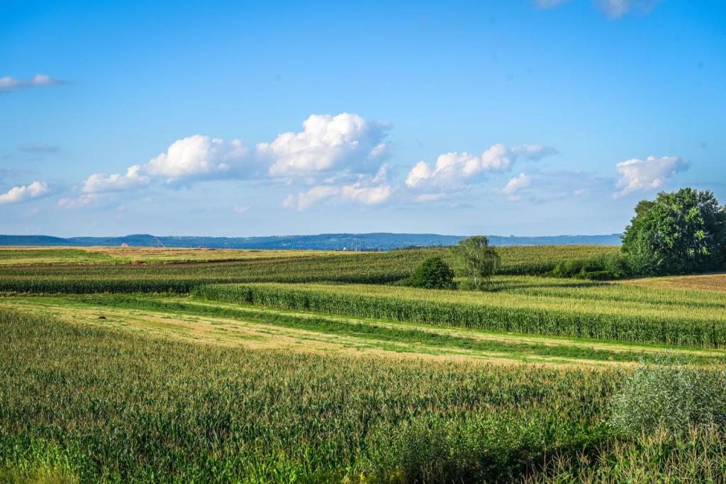 Blue Sky - Apartamenty Premium Zator - 10