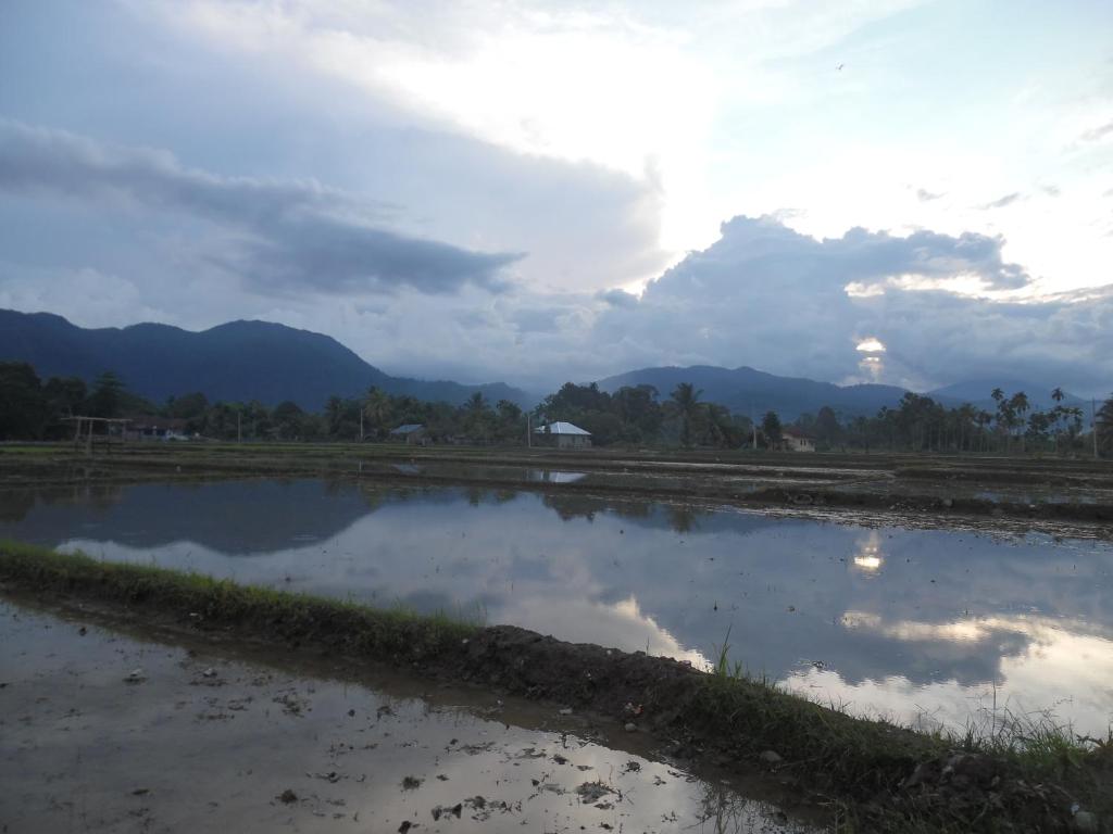 un campo de arroz con reflejo del cielo en LANDBOW GREEN VILLAGE Homestay Trekking & Village Tour en Bukit Lawang