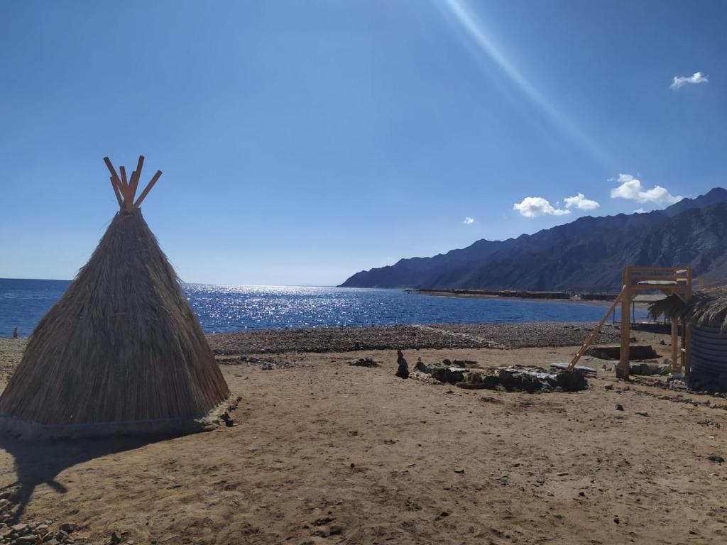 a group of animals laying on a beach at Cosmos Camp in Dahab