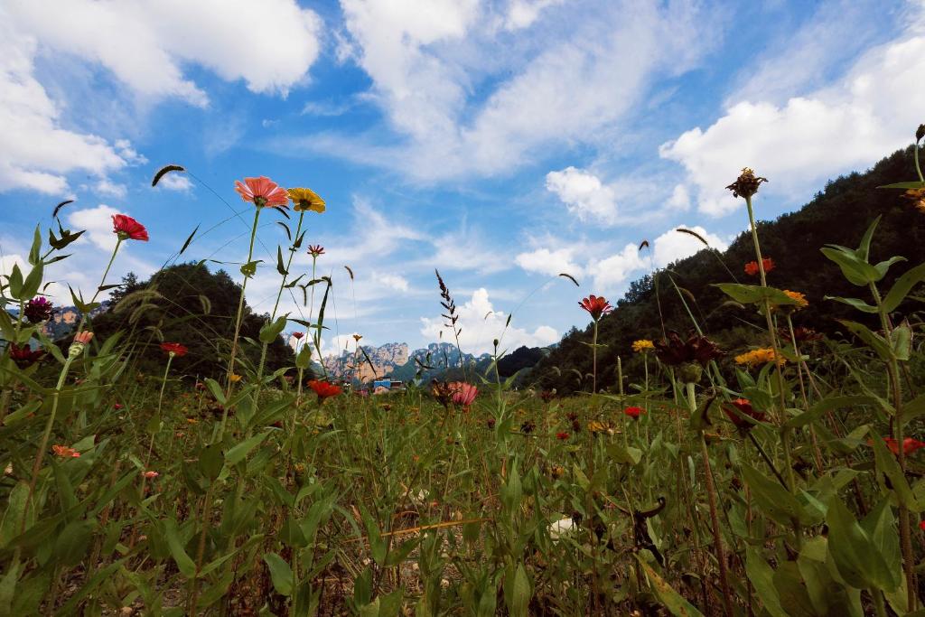 a field of flowers with a blue sky and clouds at Whispering Mountains Boutique Hotel in Zhangjiajie