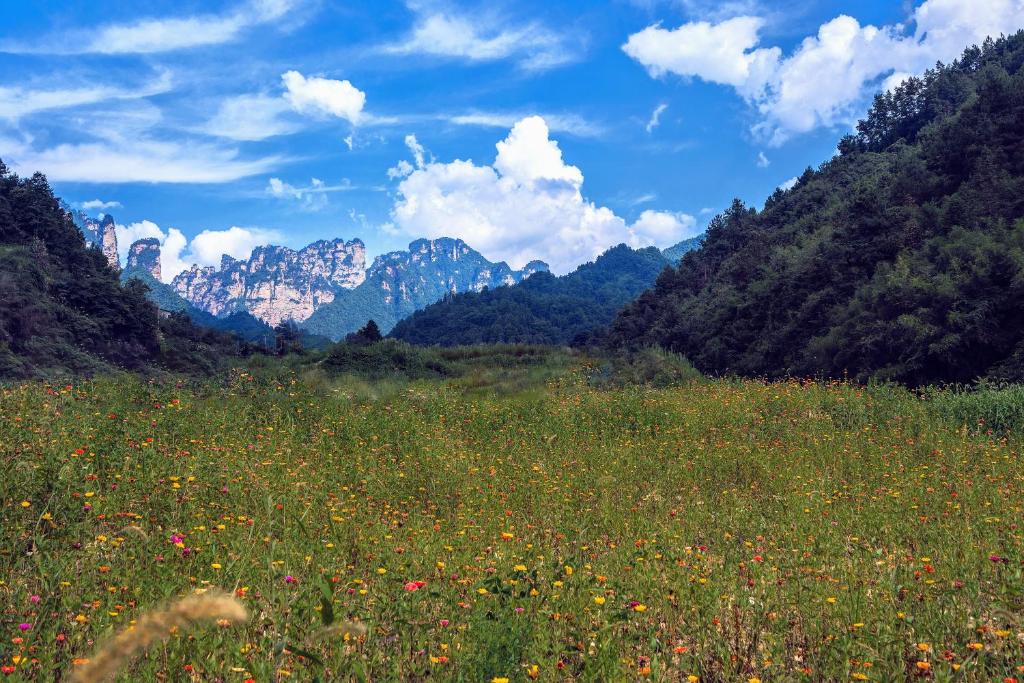 a field of flowers with mountains in the background at Whispering Mountains Boutique Hotel in Zhangjiajie