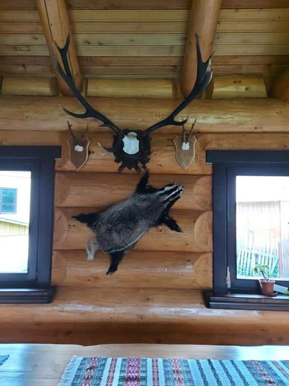 a bird on the wall of a log cabin at Pensiunea Argela in Argel