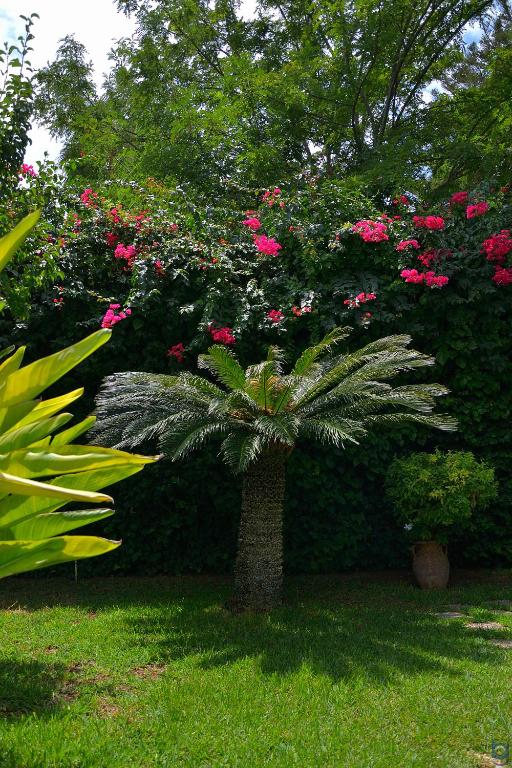a palm tree in a yard with pink flowers at B&b Mondello Resort in Palermo