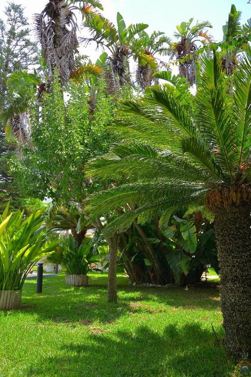 a group of palm trees in a park at B&b Mondello Resort in Palermo
