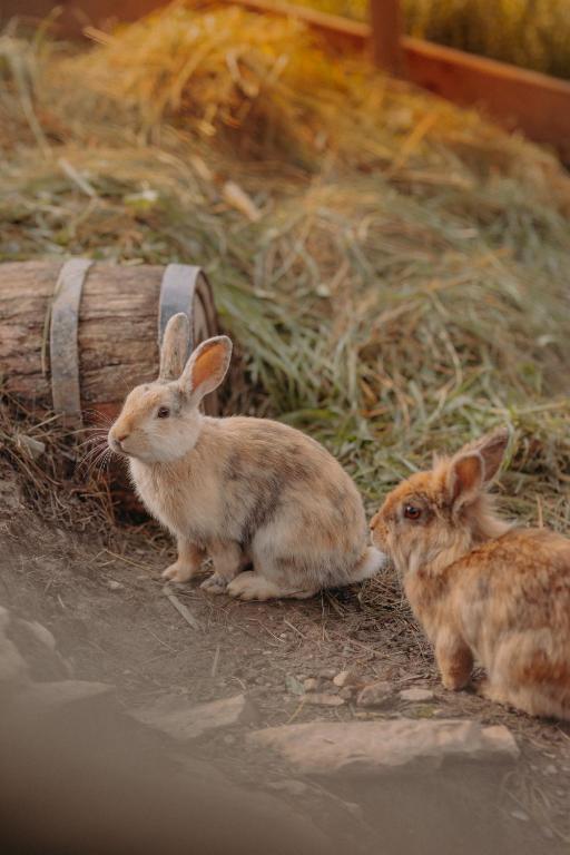 two rabbits sitting next to a pile of hay at VOM REITER, Ferienwohnung am Bauernhof mit Bergblick und privater Infrarotkabine, Inklusive Sommercard in Schladming