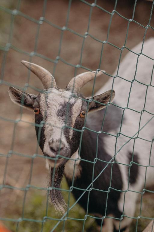 a goat is looking through a wire fence at VOM REITER, Ferienwohnung am Bauernhof mit Bergblick und privater Infrarotkabine, Inklusive Sommercard in Schladming