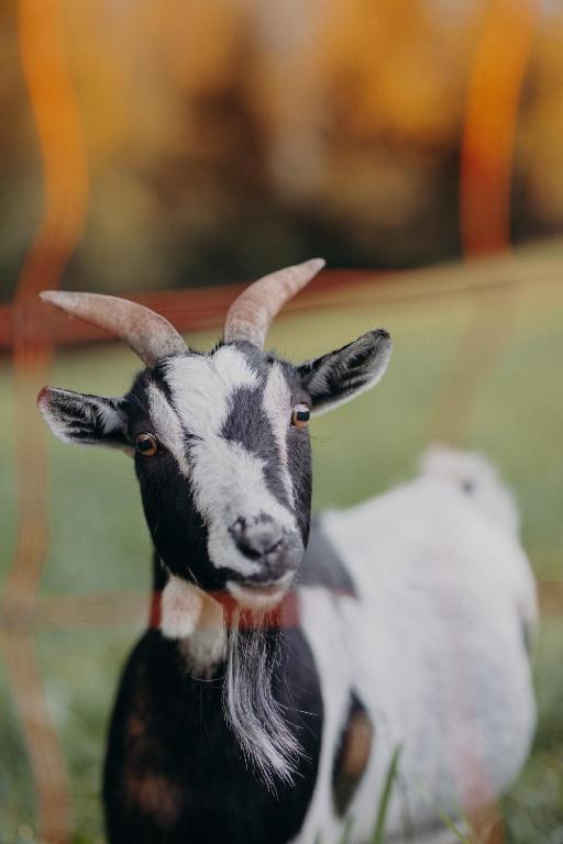 a goat with horns is looking at the camera at VOM REITER, Ferienwohnung am Bauernhof mit Bergblick und privater Infrarotkabine, Inklusive Sommercard in Schladming