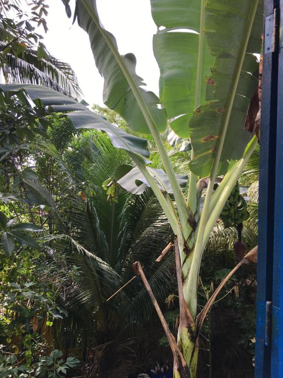  Recanto Hibiscus