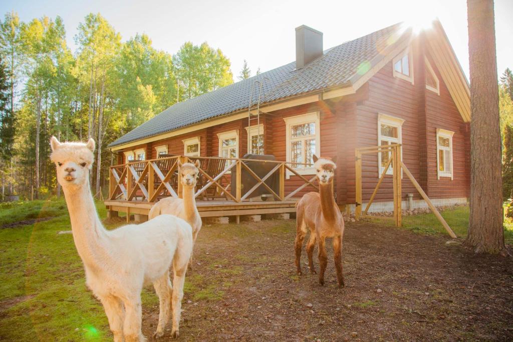 four llamas standing in front of a log house at Heinähattu in Kouvola