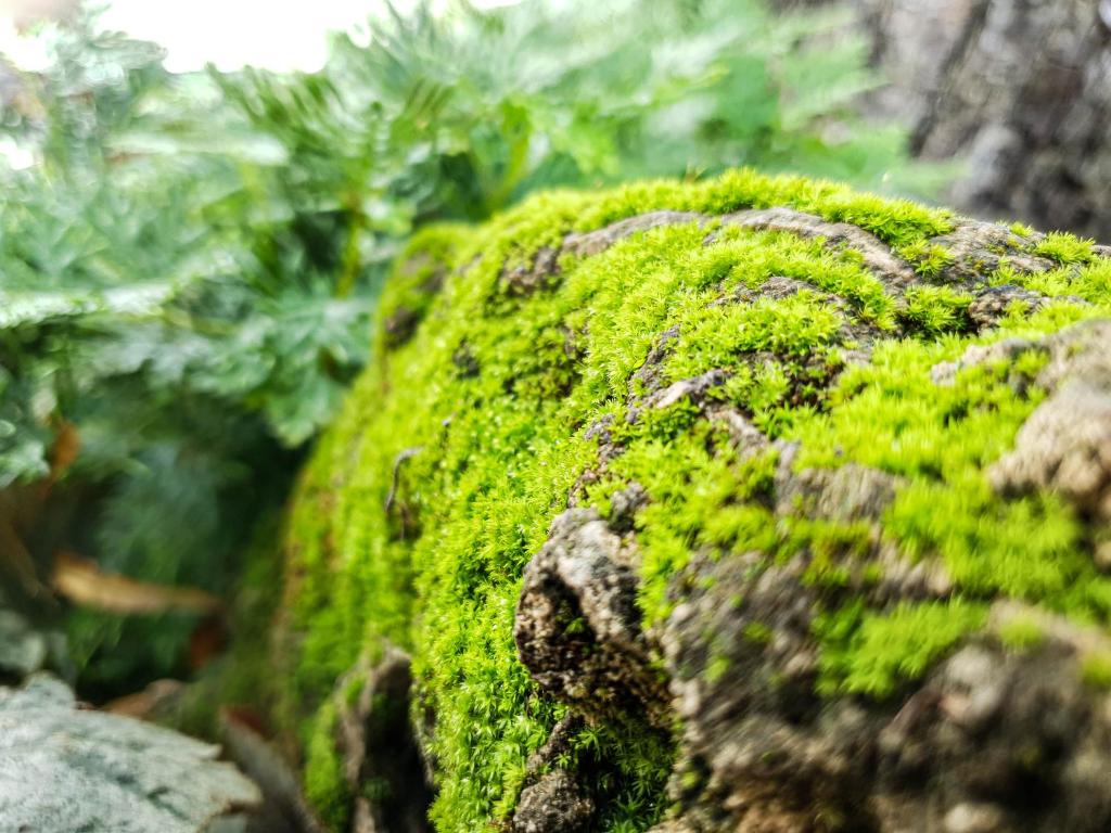 Big Tree Old Town Hotel - Resim 4